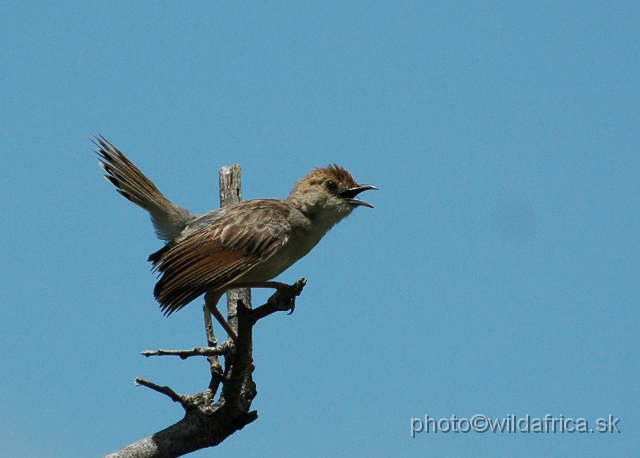 puku rsa 217.jpg - White-tailed Crested Flycatcher (Elminia albonotata)